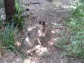 Cobber is still hunting Cobber is still hunting