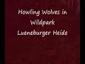 Howling Wolves in Wildpark Lüneburger Heide