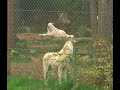 Howling Wolves in Wildpark Lüneburger Heide