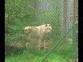 Howling Wolves in Wildpark Lüneburger Heide