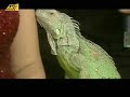 O 8EMOS, H ANNA, H IGUANA KAI O COSTAS!