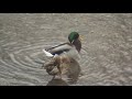 video Jutranje umivanje rac