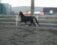Armando, my new KWPN stallion