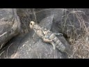 zebra river