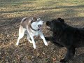 yokie &amp; magie fun time
