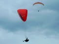 Acromerreca em Floripa