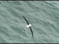 Royal Albatross Royal Albatross