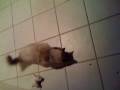 videos de Cat Follows biscuits
