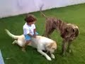 Thiago, Luna e Gigante Thiago, Luna e Gigante
