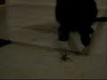 Cat versus Spider