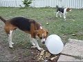 Beagle enrichment in Orlando, FL.  Babs Morrissiey often uses enrichment with her beagles Cody and Lola