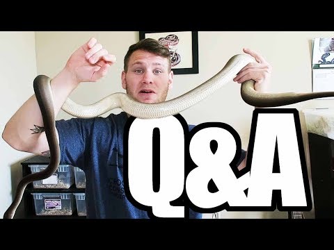 YouTube reptile video