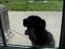 Crazy Dog