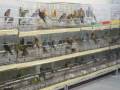 Lipomosaique88 - mondial d'oiseaux d'élevage a piacenza 2009