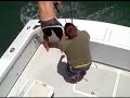 Cobia Fishing Outer Banks Marauder Sportfishing