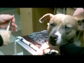 Animal Hospital of Chetek Anesthesia Video.wmv
