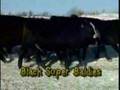 MC Quantock Bull Sale 2008 - Chapter 01 - Introduction