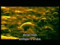 Ver Ciência - Acaros Canibais