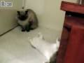 videos de Cat meets kitten, kitten kicks butt