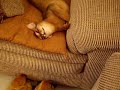 ???????? zombie cat sleeping with his eyes open