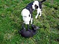 Puppy Arek is teasing Luca (Part 2)