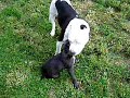 Puppy Arek is teasing Luca (Part 2)