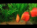 aquarium Juwel Rio 400 Mai 2010 1920x1080.wmv