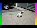 videos de Taffy's Butt Itches, Version 2.0