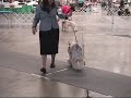 Stumptown Dog Show 08 (part 2 of 3)