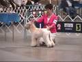 Stumptown Dog Show 08 (part 2 of 3)