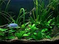 AFRICAN CICHLIDS ii / CICLIDOS AFRICANOS ii AFRICAN CICHLIDS ii / CICLIDOS AFRICANOS ii