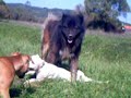 dogo argentino pit bull caucasian ovcharka