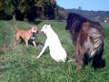 dogo argentino pit bull caucasian ovcharka
