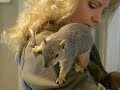 Baby Swinger & The Human Jungle-Gym