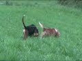 Ver vídeo