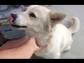 iPhone 4S: 8 Megapixel Camera Test & Picture Montage