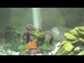 videos de My Updated 20g Cichlid Community Tank