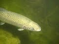 Nachttauchen mit EASYDIVE im Freibacher Stausee