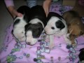amstaff cuccioli amstaff cuccioli