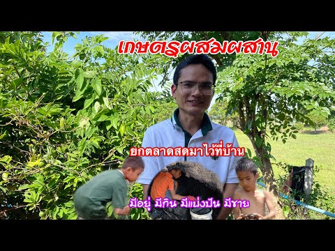 ยกตลาดสดมาไว้ที่บ้านปลูกอยู่ปลูกกิน | เกษตรผสมผสาน | บ่าวยุทธพาจ้วด | นาเชือก