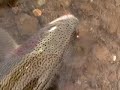 Rainbow Trout jumps over log