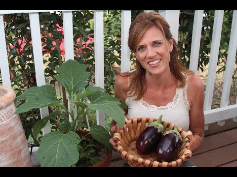 how to harvest eggplant