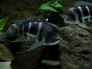 Frontosa Blue mpimbwe Becken die 2´te Frontosa Blue mpimbwe Becken die 2´te