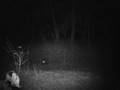 Mangy Coyote
