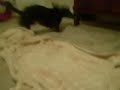 Bandit After His Bath.