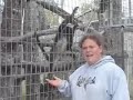 cats-helping-monkeys-big-cat-tv.html