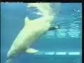 Dolphin give birth