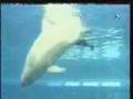 Dolphin give birth