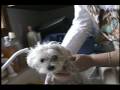 2003 William and Muffin Part 12 of 12
