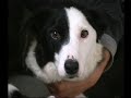 Border Collie Rescue - Sally's Pups - aged 5 weeks